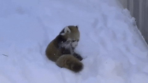 snow red panda playing digging