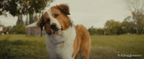 A Dog's Journey 2019