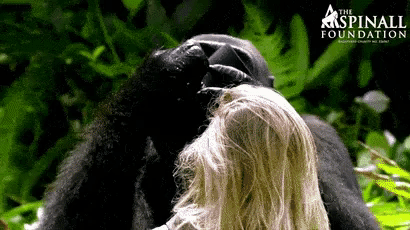 Gorilla tries the hat in funny gifs