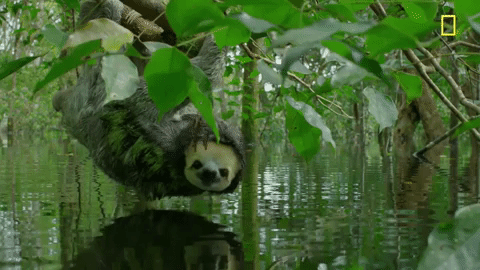 Nat Geo Jungle GIF by National Geographic Channel - Find & Share ...