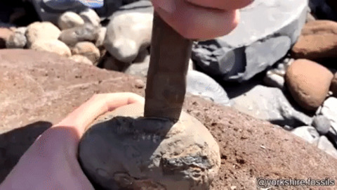 Fossil hunting gif