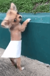 giphy.gif