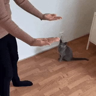 Balanced as everything should be in cat gifs