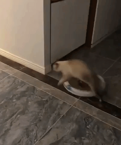 Cat fights be like in animals gifs