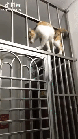 Cats are made of liquid and here is proof in animals gifs