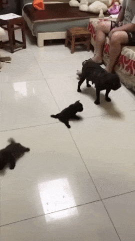 Dog pups on slippery floor in animals gifs