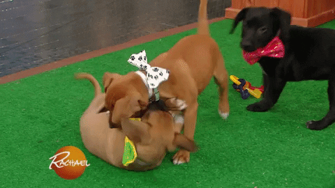 Happy Dog GIF by Rachael Ray Show