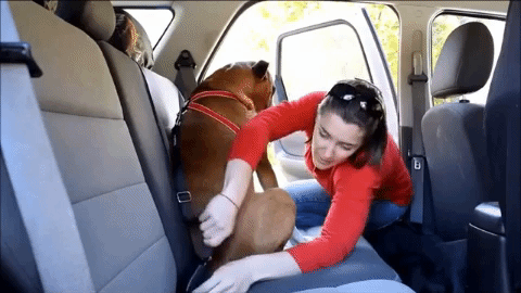 Best Dog Cat Pet Car Tether Seat Click Belt Safe Drive 2018 – Pal With Paws
