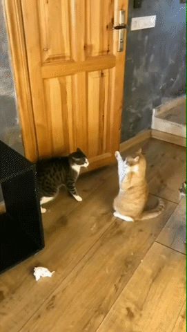 Cat Fight Powerful Touch GIF - Find & Share on GIPHY