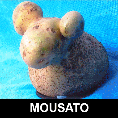 Potato GIF Find & Share on GIPHY