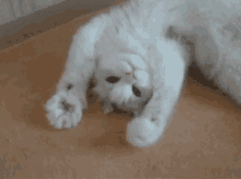 funny cat gif what else