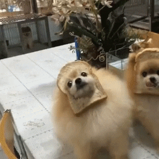 Bread Giffy GIF - Find & Share on GIPHY