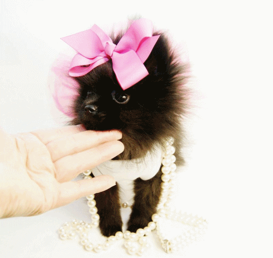 Dog Costume GIF Find & Share on GIPHY