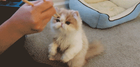 Chinese Cat GIF - Find & Share on GIPHY