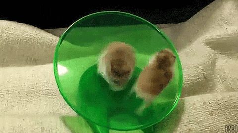 Two hamsters running fast and spinning around on a wheel.