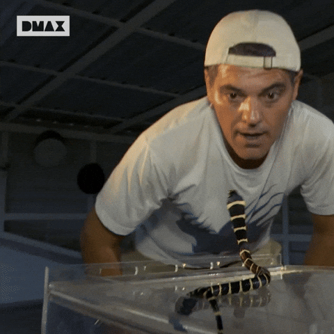 Frank Cuesta Serpiente GIF by DMAX