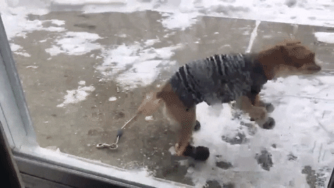 Paw Protector™ Warm Dog Booties Winter Waterproof Antislip Dog Boots – Paw  Huggies
