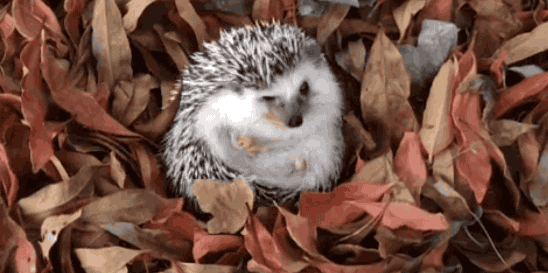 Fall GIF - Find & Share on GIPHY