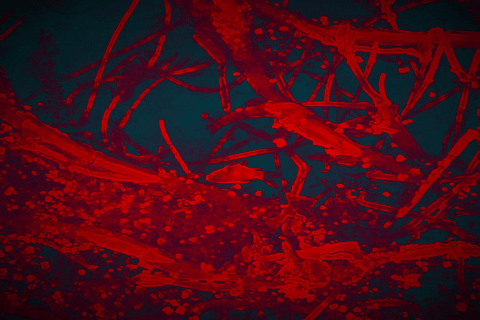 Death by moving image No. 3