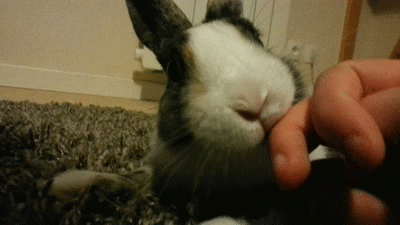 rabbit animated GIF