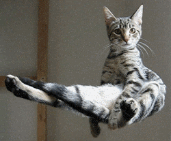 Cute Cat Posing and Levitating On Air