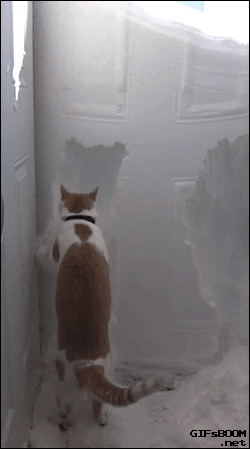 porta neve congelada gatinho