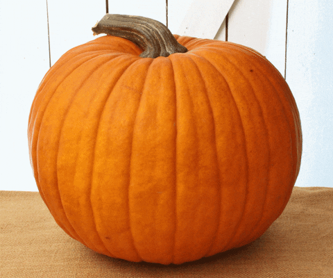 Pumpkin GIF Find Share On GIPHY