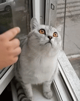 Cat Watching GIF - Find & Share on GIPHY