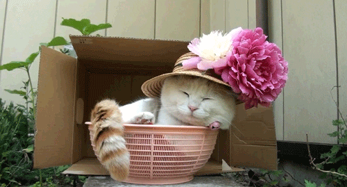 Cat With Flowers GIFs Find & Share on GIPHY