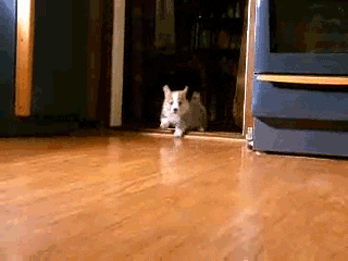 Running Puppies GIFs - Find & Share on GIPHY