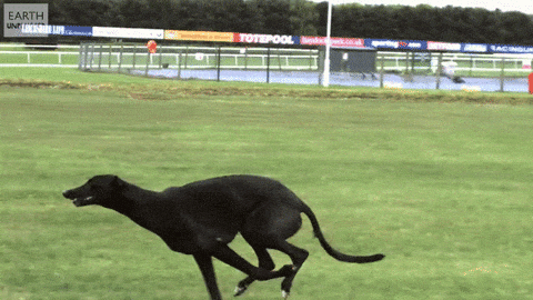 Greyhound GIFs - Find & Share on GIPHY