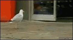 Bird Running GIF - Find & Share on GIPHY