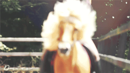 Horse GIF - Find & Share on GIPHY