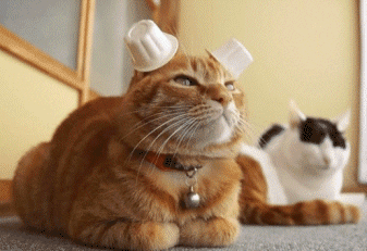 How to Make Scrunchies DIY Fashion | Ginger Tabby Cat with Cream Container on its Ears Pounce