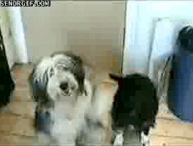Dog Hugs GIF by Cheezburger - Find & Share on GIPHY