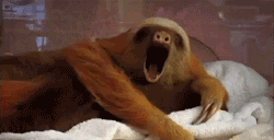 Tired Sloth GIF - Find & Share on GIPHY