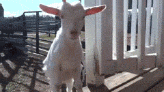 https://media.giphy.com/media/6ZmaL5mVUjjNe/giphy.gif