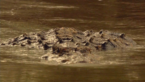 Un crocodile qui nage lentement... 