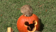 Halloween Animals GIF - Find & Share on GIPHY
