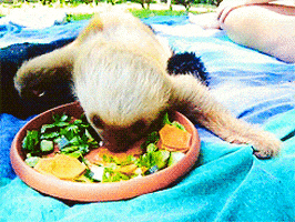 Sloth Eating GIF - Find & Share on GIPHY