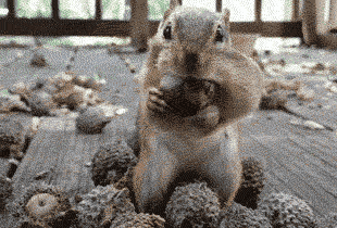 Image result for gif squirrel stuffing face