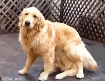 Time Dogs GIF
