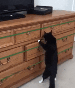 Wanna see a magic trick in cat gifs