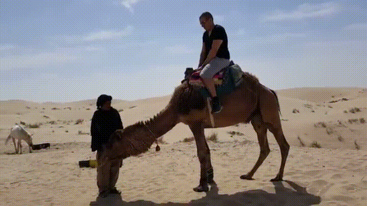 giphy.gif