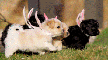 Easter GIFs - Find & Share on GIPHY
