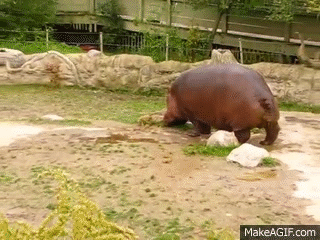 Hippo GIF - Find & Share on GIPHY