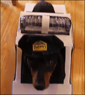 https://giphy.com/gifs/puppy-action-6wKYzh5eaZGDK