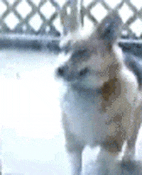 200w.gif