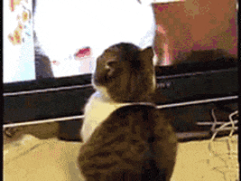 200.gif