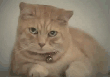 Cat Crying Sad Kitty GIF - Find & Share on GIPHY